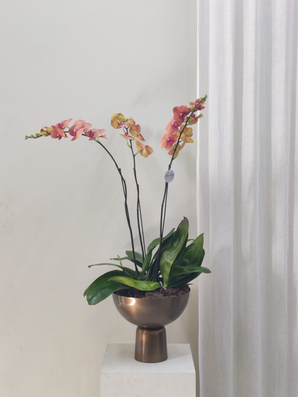 Sunset Gold Orchid Trio