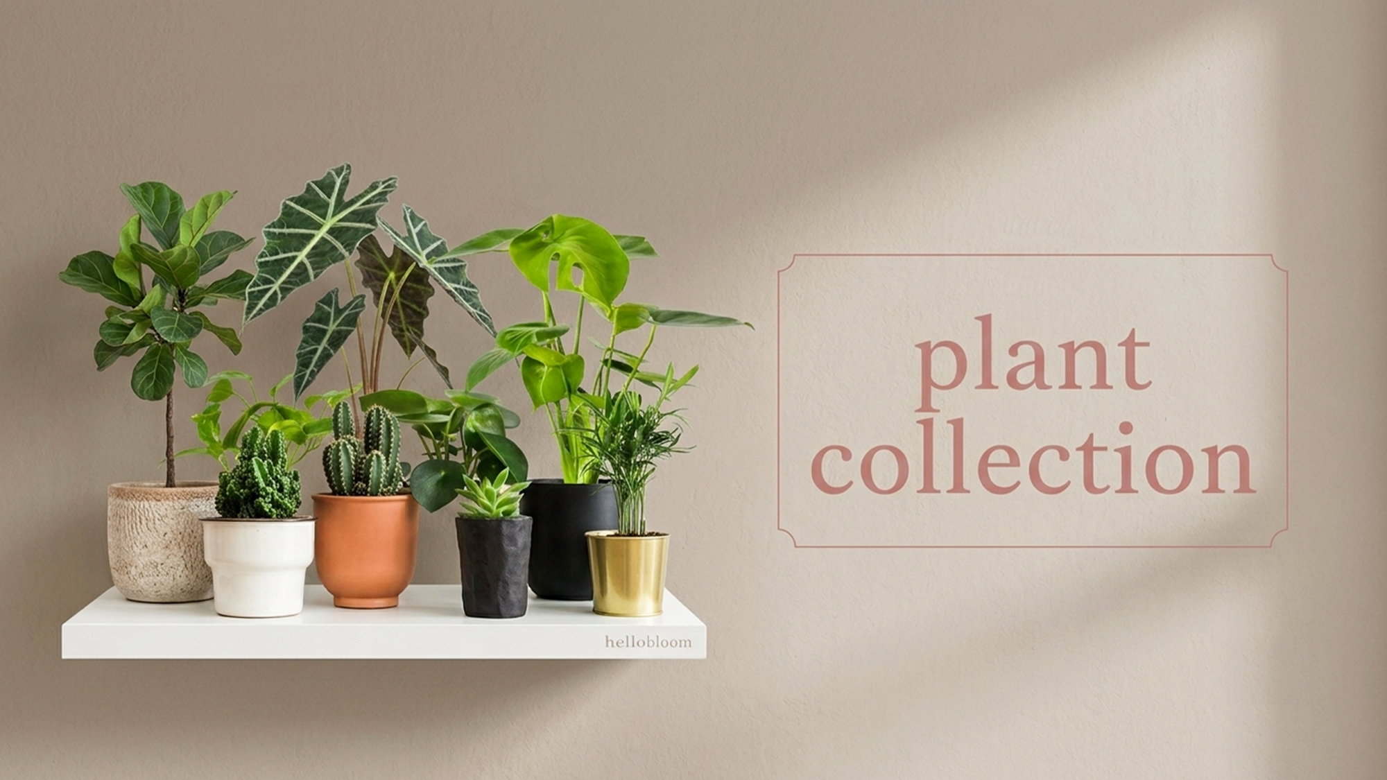 A curated collection of potted houseplants arranged on a white floating shelf against a warm beige wall, with a soft shadow cast across the right side. A thin outlined label on the wall reads 'plant collection.