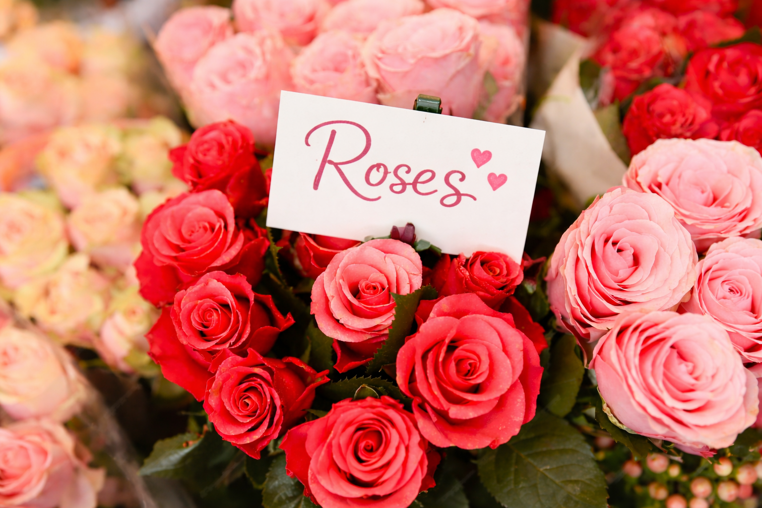 Roses Blooms