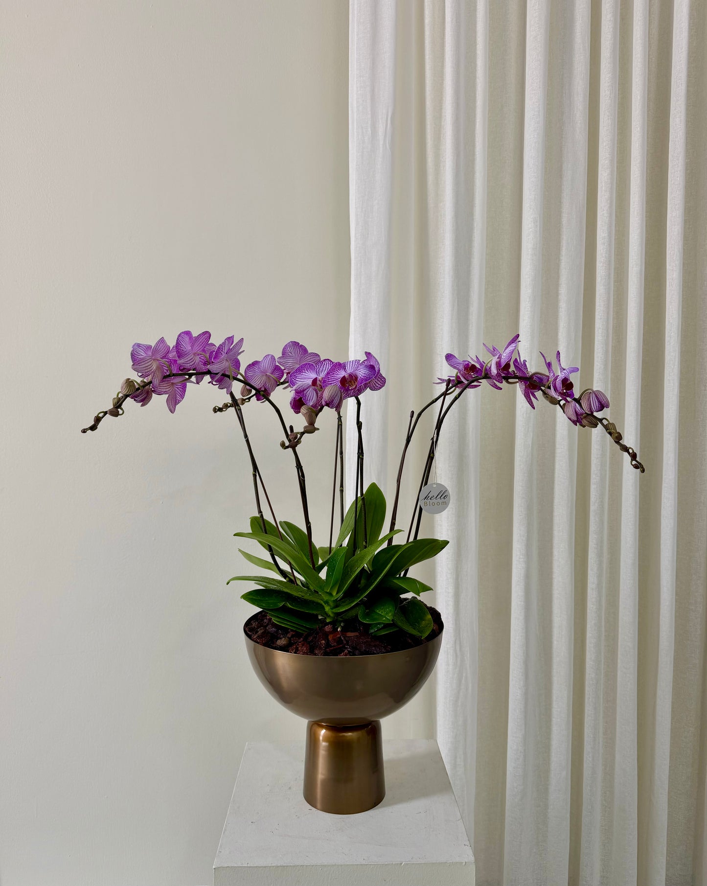 The Imperial Orchid Trio