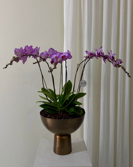 The Imperial Orchid Trio