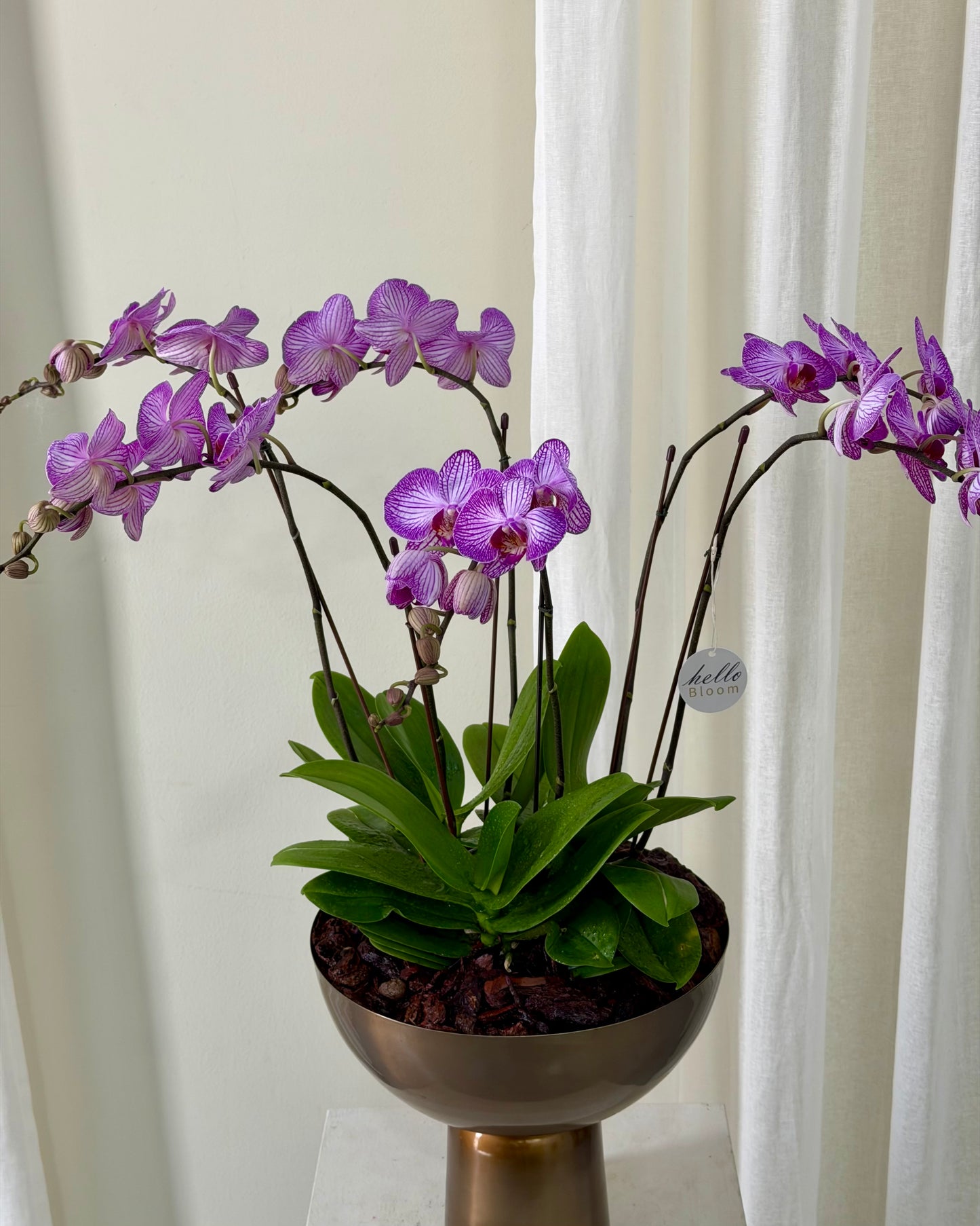 The Imperial Orchid Trio