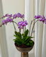 The Imperial Orchid Trio