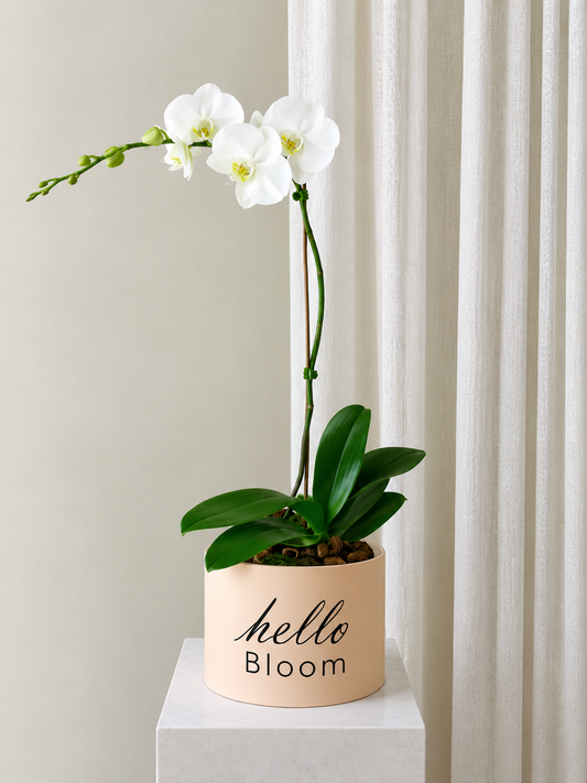 Blush & Pure Phalaenopsis