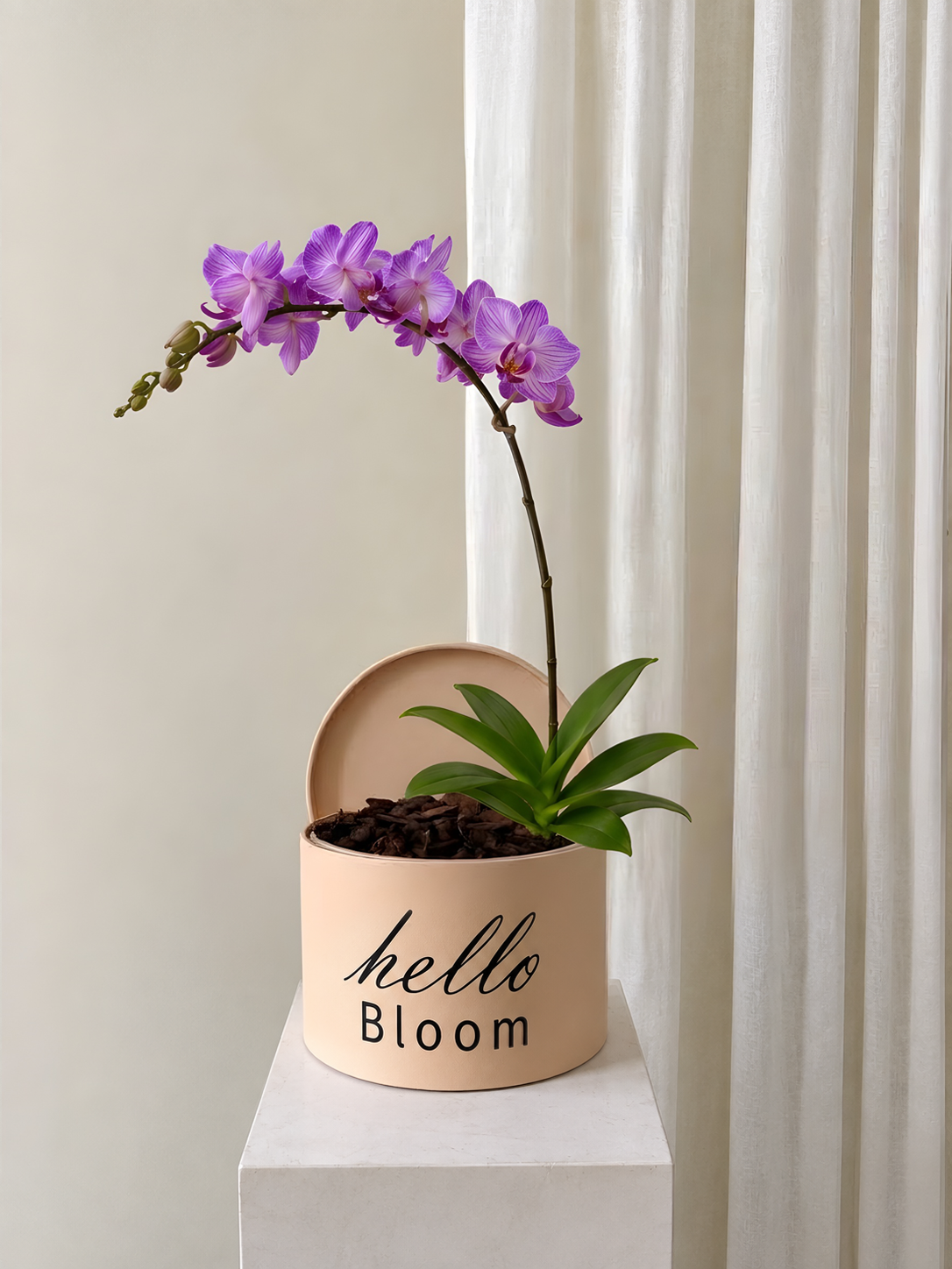 Blush &  Violet Phalanopsis