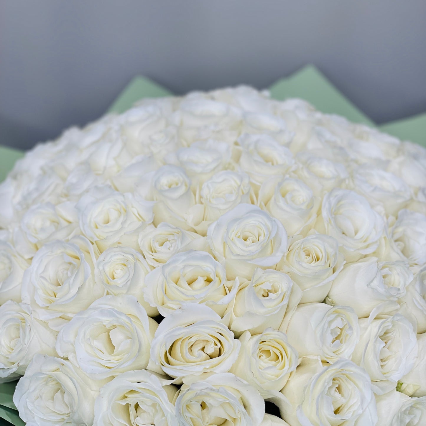 100 White Roses