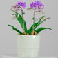 Purple Midi Phalaenopsis Orchid Plant with Peach Pot