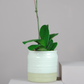 Single Phalaenopsis Orchid Plant with Ceramic Pot