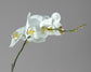 Phalaenopsis Orchid Plants with Ceramic Pot