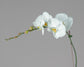 Phalaenopsis Orchid Plants with Ceramic Pot
