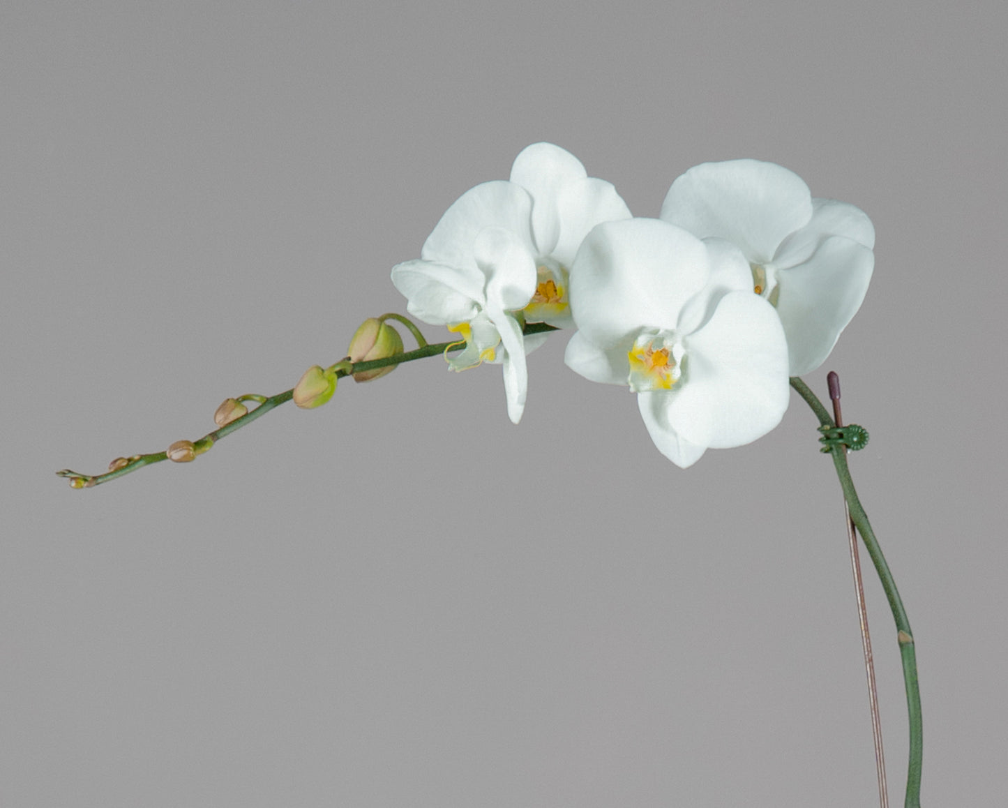 Single Phalaenopsis Orchid Plant with Peach Pot