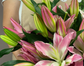 Bunch of Oriental Lily Pink